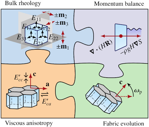 Rheological control of crystal fabrics on Antarctic ice shelves